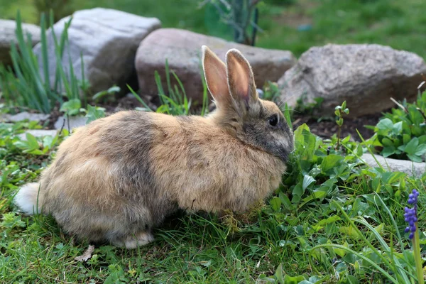 Beautiful cute rabbit on a green summer meadow.