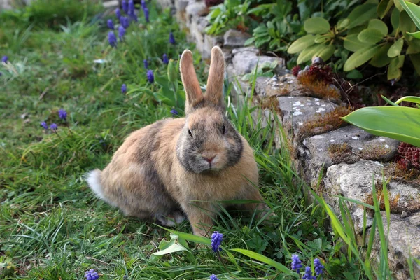 Schöne niedliche Kaninchen auf einer grünen Sommerwiese. — Stockfoto