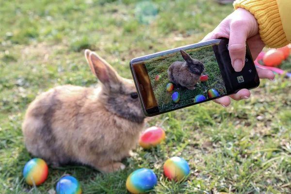 Çim üzerinde Paskalya yumurtaları arasında komik küçük tavşanlar — Stok fotoğraf