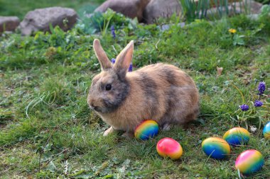 Çim üzerinde Paskalya yumurtaları arasında komik küçük tavşanlar
