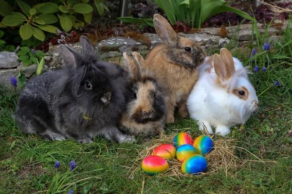 Funny little bunnies among Easter eggs on the grass