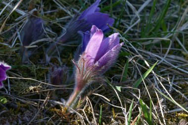 Güzel mor pofuduk çiçek Doğu Pulsatilla pasqueflower patentli
