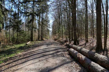 Manzara. Sabah erken saatlerde bahar ormanı.