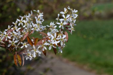 İlkbaharda bahçelerde çiçekli ağaçlar
