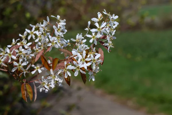Blommande träd i trädgårdarna i vårtid — Stockfoto