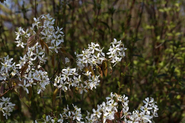 Floração de árvores nos jardins na primavera — Fotografia de Stock