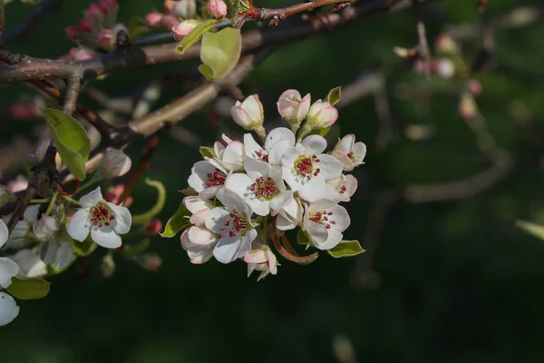 Floraison des arbres dans les jardins au printemps — Photo