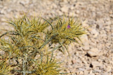 Dikenli yeşil bitki kayalık çölde yetişir