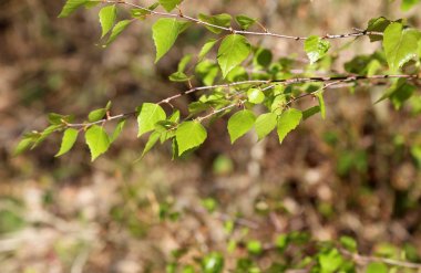 İlkbaharda ağaçlardaki ilk yapraklar açar.
