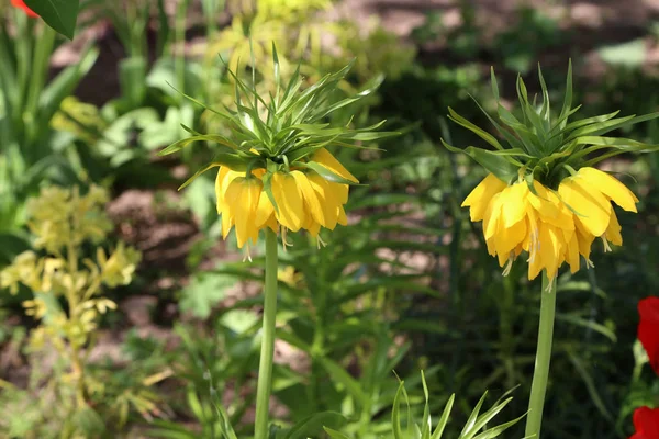 Gelbe Krone Kaiserkrone oder Kaiserkrone, fritillaria imperialis Stockfoto