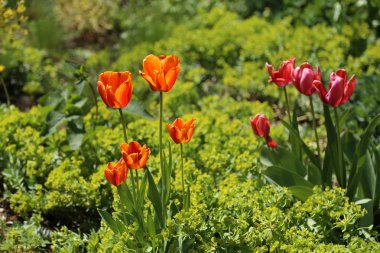 Güzel parlak laleler erken ilkbaharda çiçek