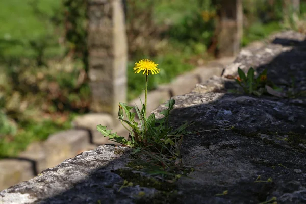 Gele paardebloem groeide op op een stenen muur — Stockfoto