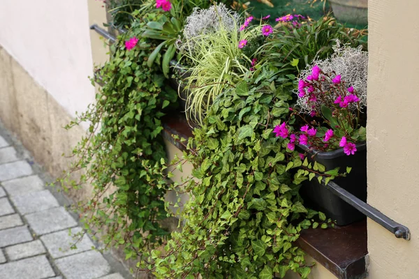 窓辺に立ち花の植木鉢 — ストック写真