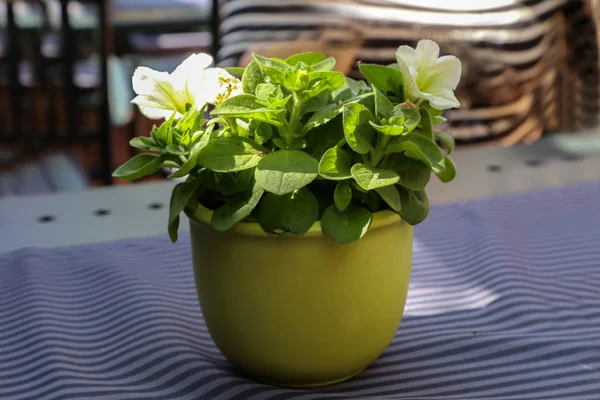 Pot bunga berdiri di atas meja — Stok Foto