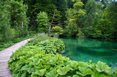 Plitvice Gölleri - Şelale doğa hırvatistan su plitvize göl.