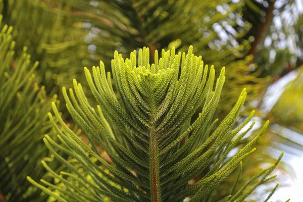 Close Ramos Verdes Uma Árvore Araucaria — Fotografia de Stock