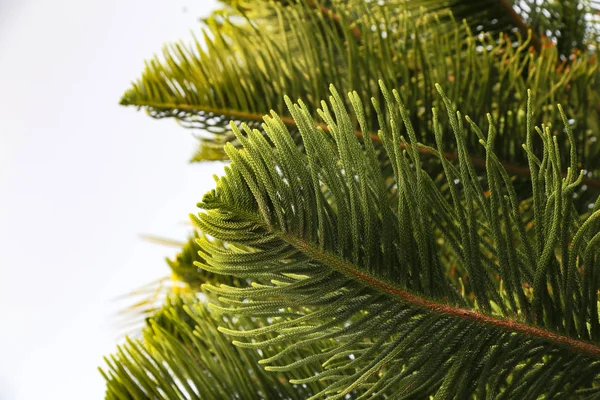 Bir Araucaria Ağacının Yeşil Dallarının Yakın Çekim — Stok fotoğraf