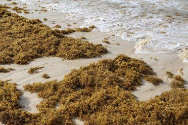 Deniz yosunu Punta Cana sahillerinde mahsur kaldı.