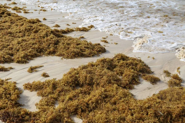 Deniz yosunu Punta Cana sahillerinde mahsur kaldı.
