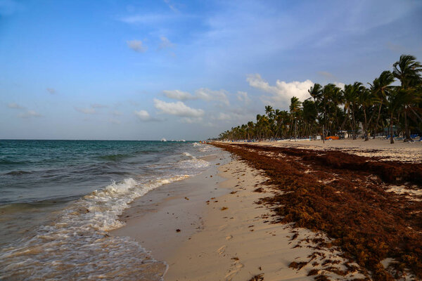Морской водоросли застрял на пляжах Пунта-Кана