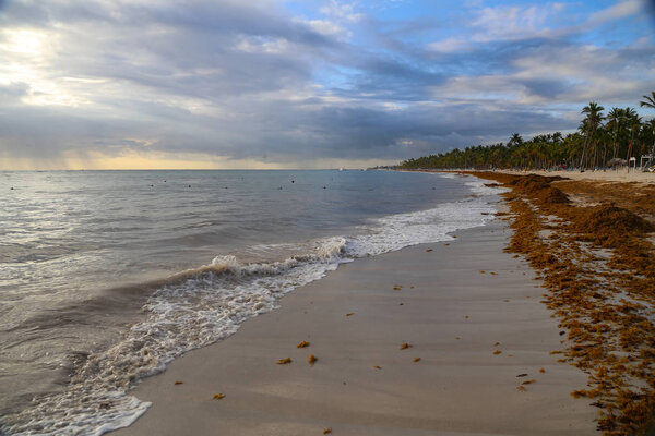 Морской ламинарий застрял на пляжах
