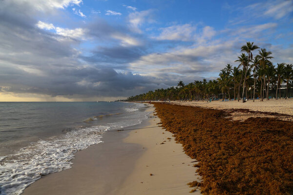 Морской ламинарий застрял на пляжах
