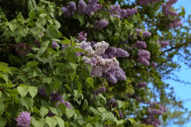 Bahar. Şehir parkında çiçek açan leylaklar