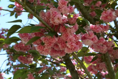 Şehir parkında Çiçek açan Japon kiraz