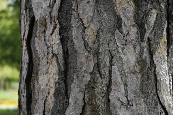 Närbild av bark av Pinus Negra Tree, Pinaceae familj. — Stockfoto