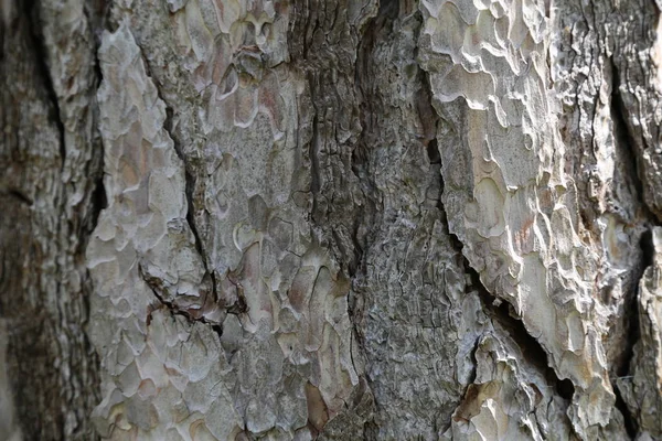 Nahaufnahme der Rinde des Pinus negra Baumes, Familie der Pinaceae. — Stockfoto