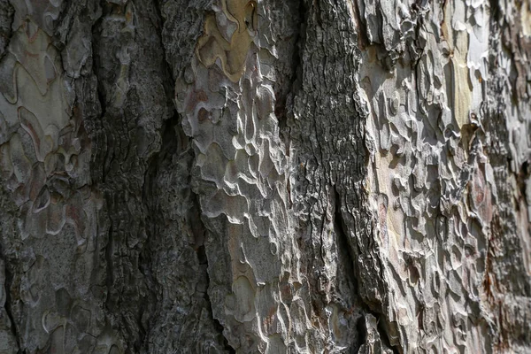 Vista de perto da casca de pinus negra, família pinaceae . — Fotografia de Stock