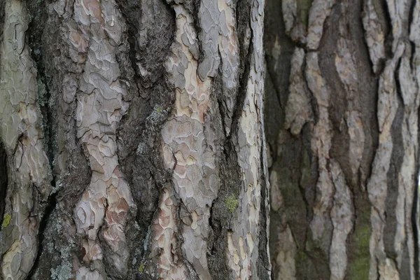 Vista de perto da casca de pinus negra, família pinaceae . — Fotografia de Stock