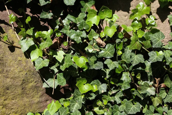 Bluszcz. pnące krzewy przylegające do ich przypadkowej korzeni ścian — Zdjęcie stockowe