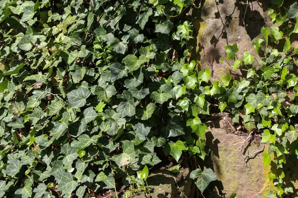 Ivy. creeping shrubs clinging to their adventitious roots of the walls — Stock Photo, Image