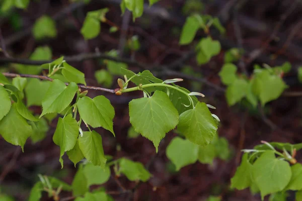 Las primeras hojas en los árboles florecen en la primavera —  Fotos de Stock