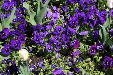 Şehir parkındaki yatakta yatan güzel hanım evlatları.