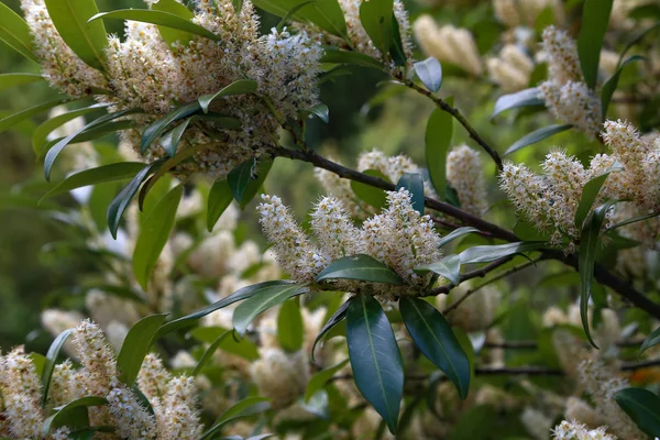 Primavera. As flores de Prunus laurocerasus close-up — Fotografia de Stock