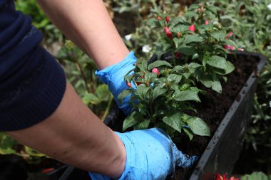 İlkbaharda saksılara çiçek dikimi.