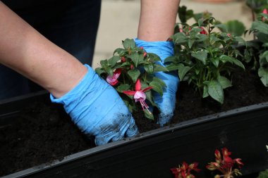 İlkbaharda saksılara çiçek dikimi.