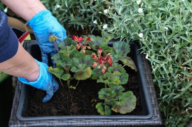 İlkbaharda saksılara çiçek dikimi.