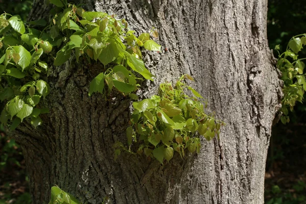 Yapraklar Ilkbaharda Bir Ağaç Gövdesinde Yetişir — Stok fotoğraf
