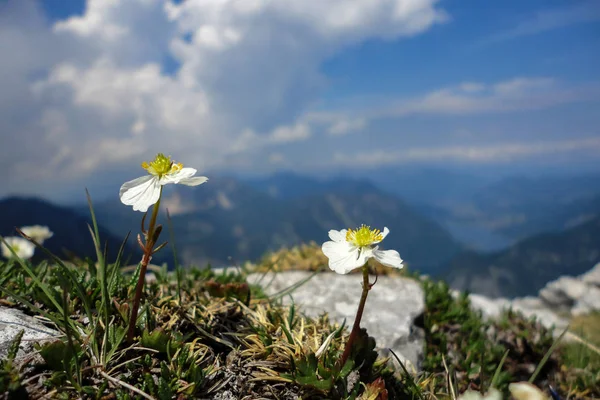 Bílé Květy Rostou Vysoko Horách — Stock fotografie