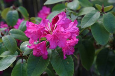 Çiçek bahçesinde Güzel Mor Rhododendron çiçek