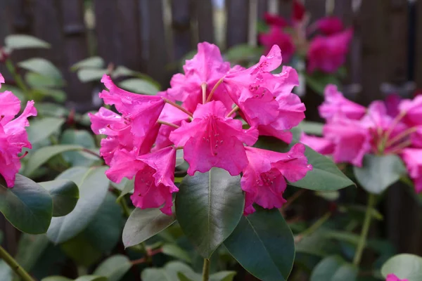 Piękne purpurowe rododendron kwitną w ogrodzie kwiatowym — Zdjęcie stockowe