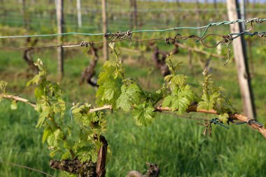 Bahar aylarında Bağda Yeşil Üzüm Bağları