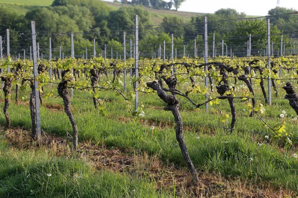 Зеленые виноградники в винограднике весной — стоковое фото