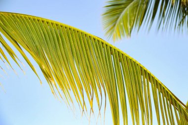 Altın palmiye mavi gökyüzünün arka planında