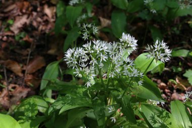 Bahar ormanında yabani sarımsak çiçek açar