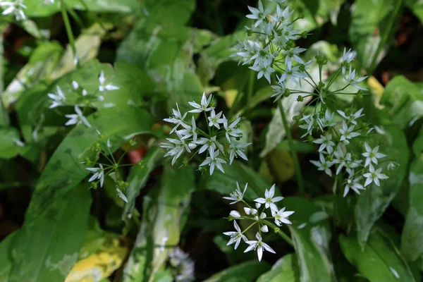 El ajo silvestre florece en el bosque de primavera — Foto de Stock