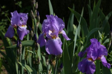 Mor ve mavi iris çiçekleri yeşil bahçe arka plan üzerinde closeup